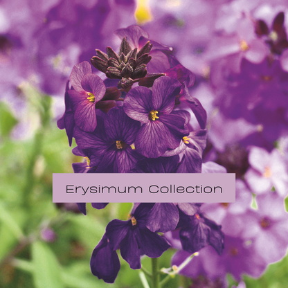 Erysimum Collection | Fragrant Colourful Flowers