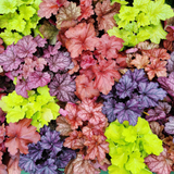 Heuchera Pondside Collection
