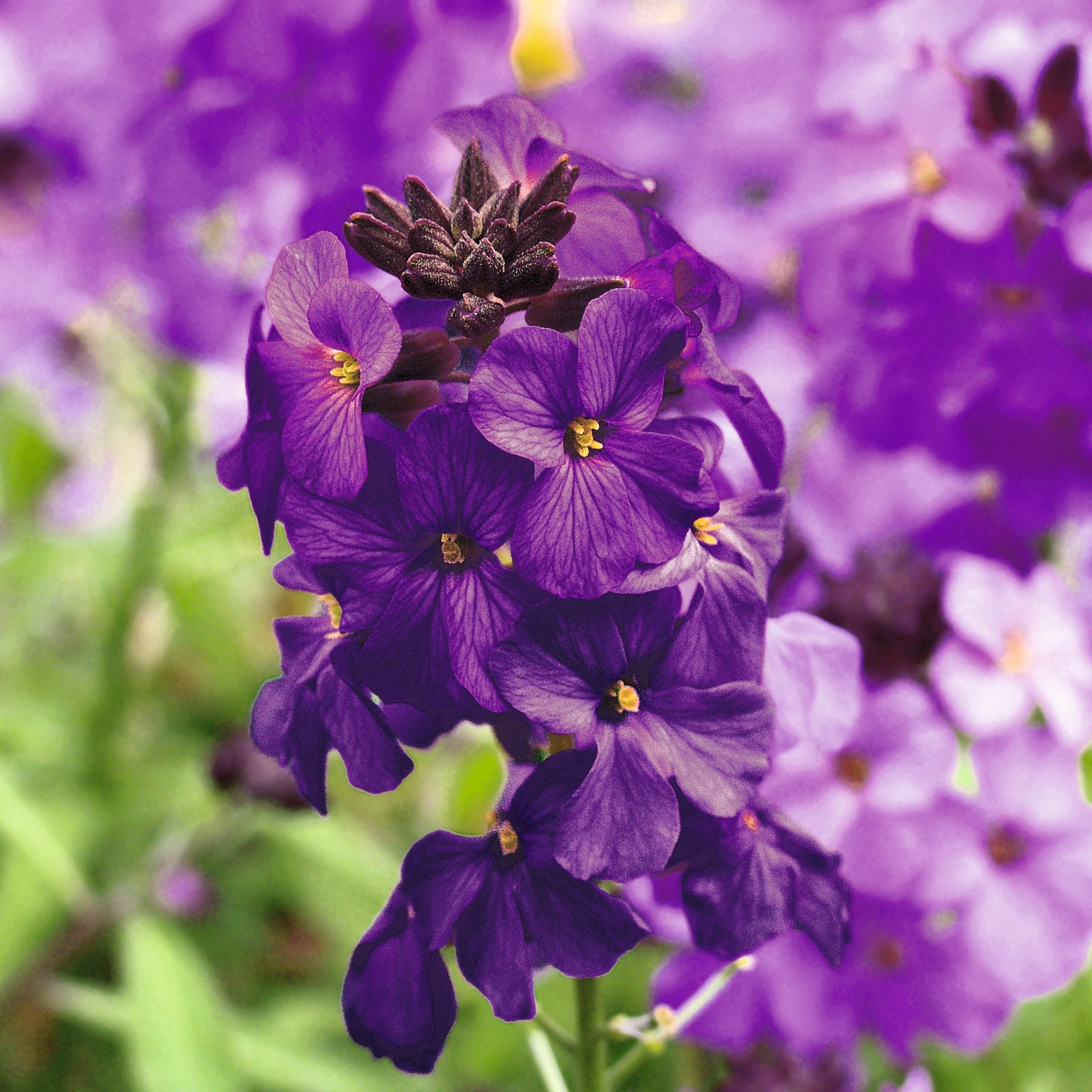 Erysimum Poem Lilac - Purple Flower - Plants for Ponds