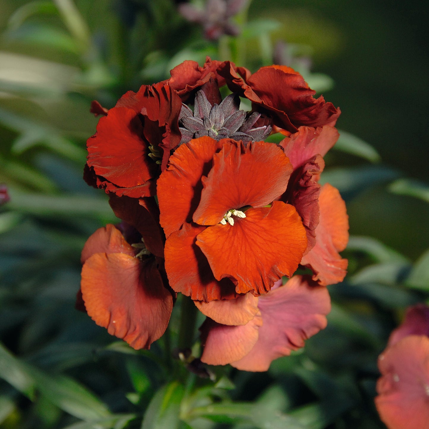 Erysimum Winter Passion - Red Flower - Plants for Ponds