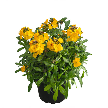 Erysimum Collection