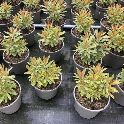 Euphorbia - Part of the Coastal Collection - Plants for Ponds