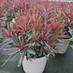 Euphorbia Miners Merlot - Plants for Ponds Coastal Collection
