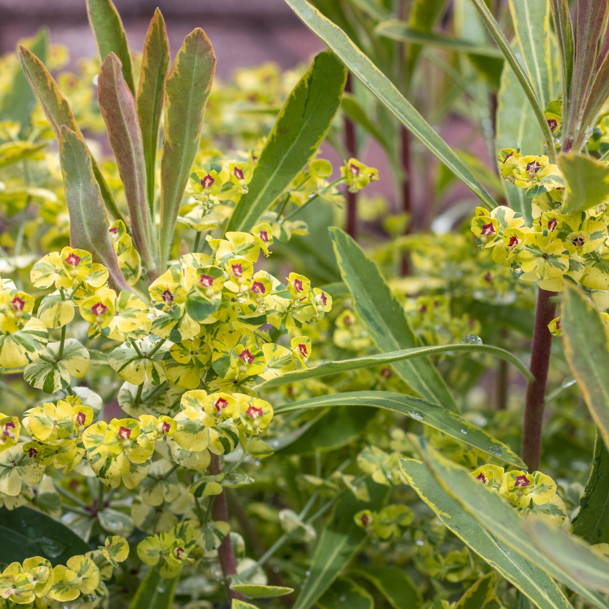 Euphorbia Ascot Rainbow - Flower Perennial - Plants for Ponds