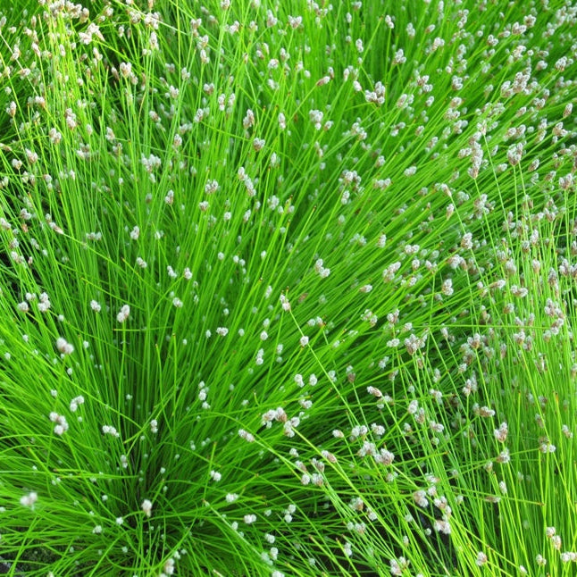 Slender Club-Rush-(Isolepis cernua) Plants for Ponds Ltd.