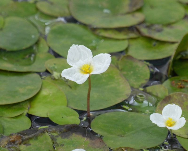 Plants for Ponds UK Pond Plant Specialist