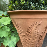 Fern Pot