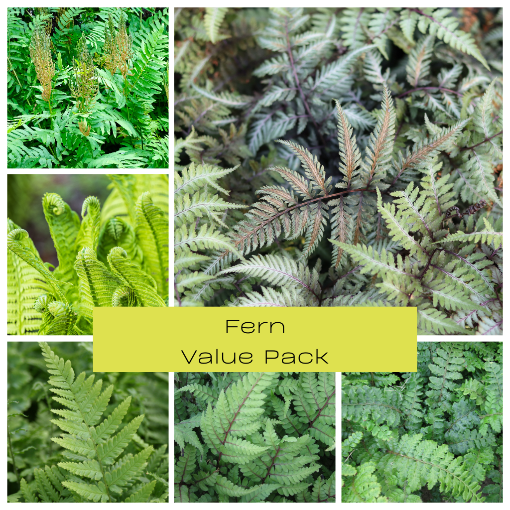 Fern Value Pack Plants for Ponds