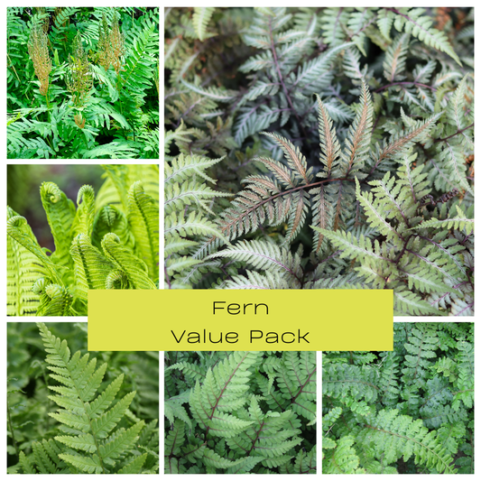 Fern Value Pack