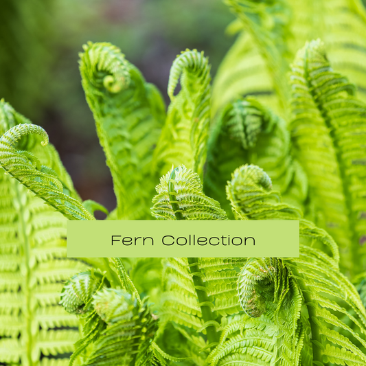 Fern Collection | Textured Pondside Elegance