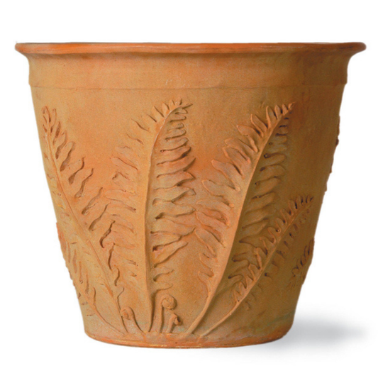 Fern Pot