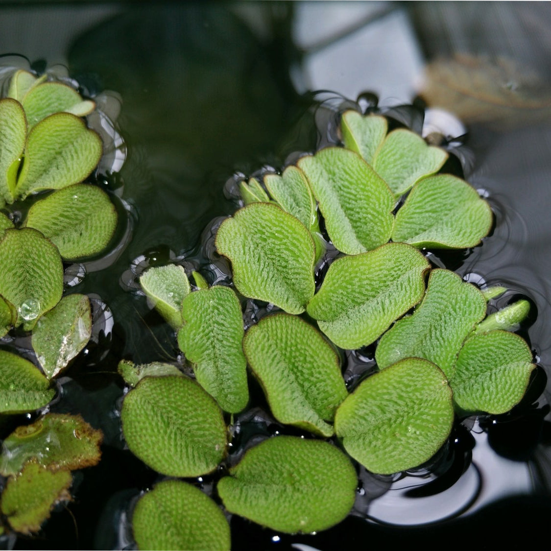 Floating watermoss-(Salvinia natans)