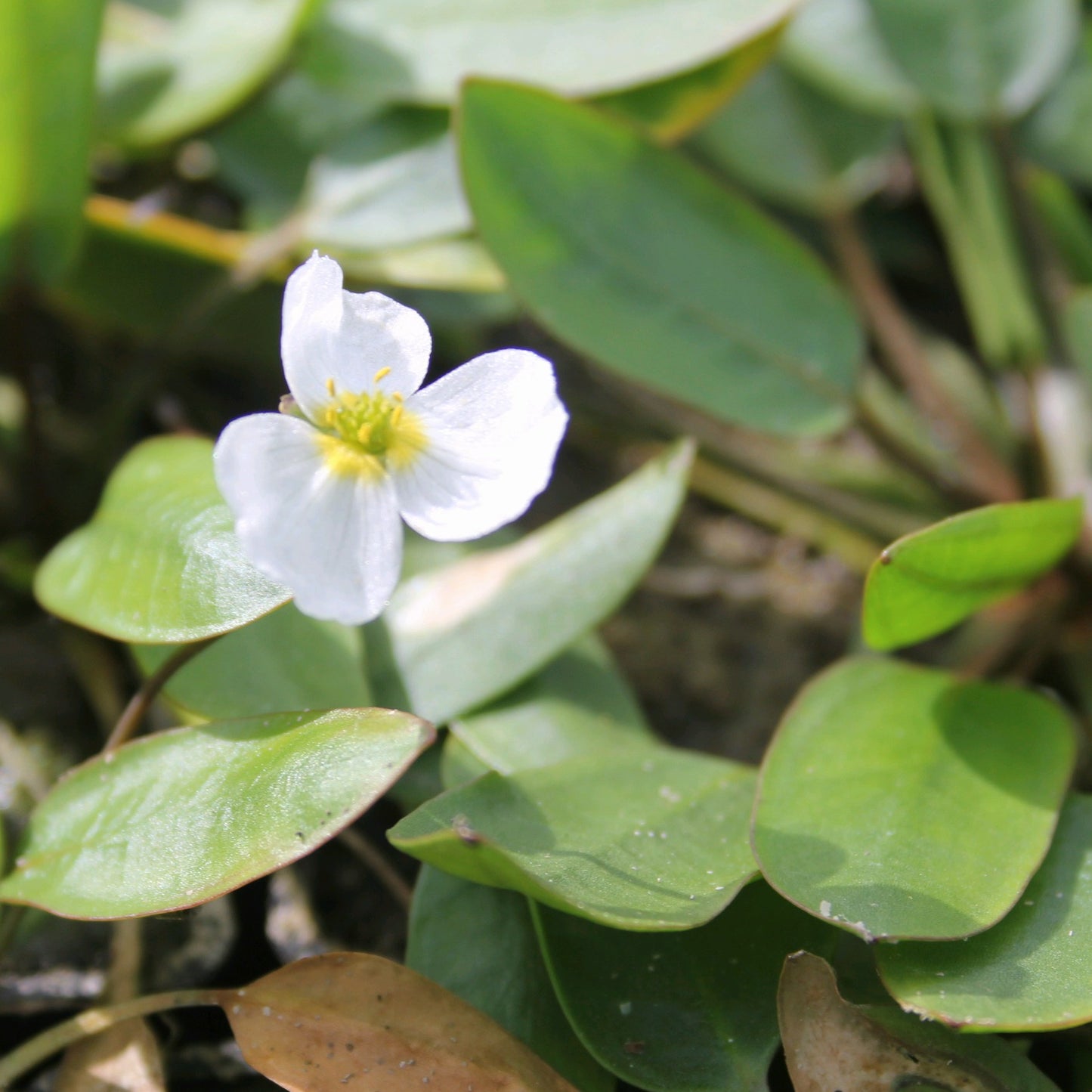 Floating water plantain | Luronium natans