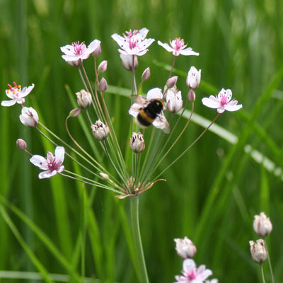 Flowering rush-(Butomus umbellatus)