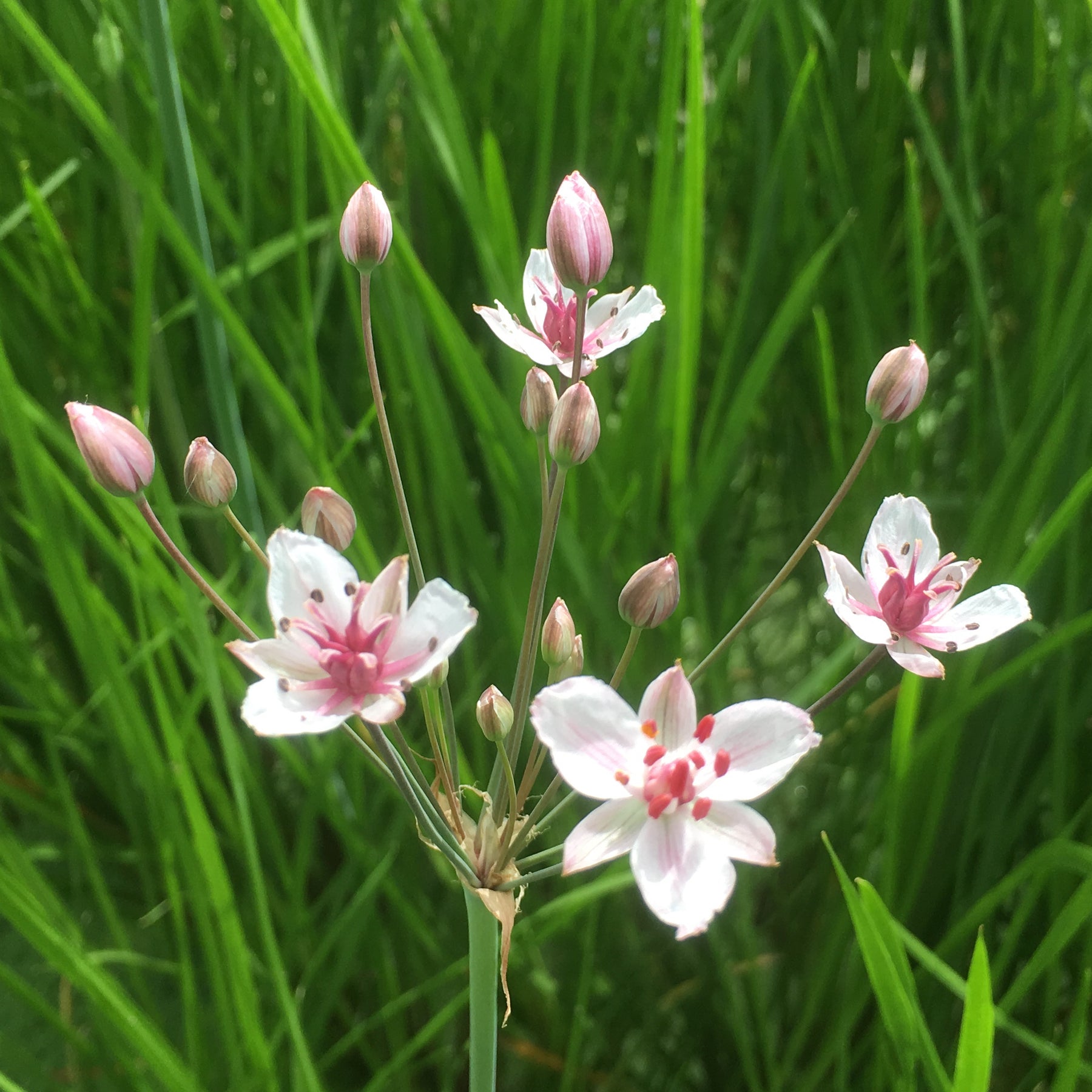 Butomus Umbellatus Flowering Rush Plants For Ponds butomus-umbellatus-flowering-rush-plants-for-ponds