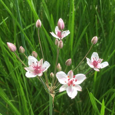 Flowering rush-(Butomus umbellatus)