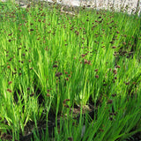 Swordleaf Rush | Juncus ensifolius