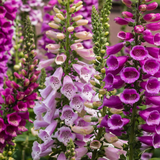 Digitalis Collection