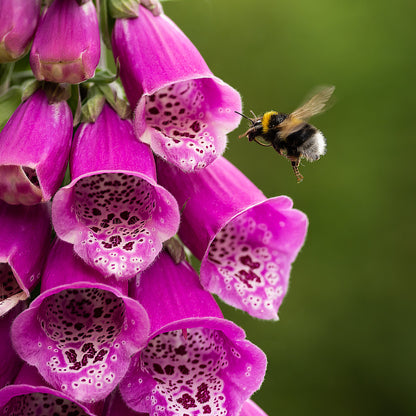 Bee Foxglove (Digitalis) - Plants for Ponds