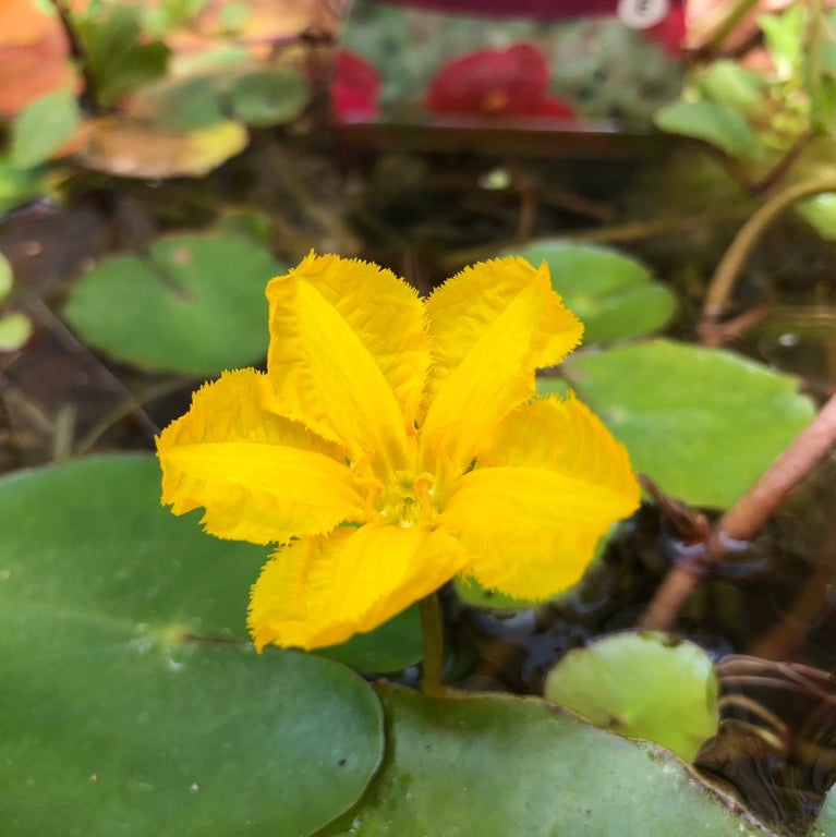 Fringed Water Lily-(Nymphoides peltata)