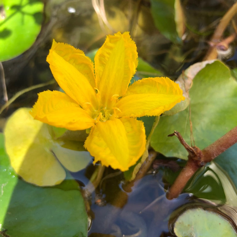 Fringed Water Lily | Nymphoides peltata