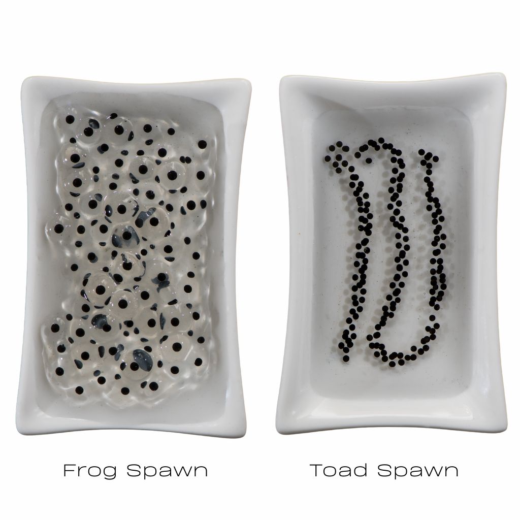 Frogs and Toads - Plants for Ponds Ltd.