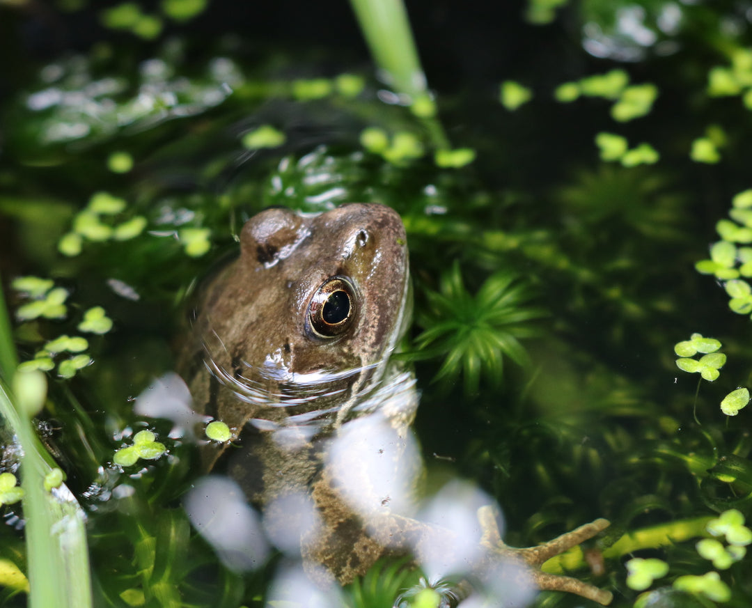 Plants for Ponds UK Pond Plant Specialist Plants for Ponds Limited