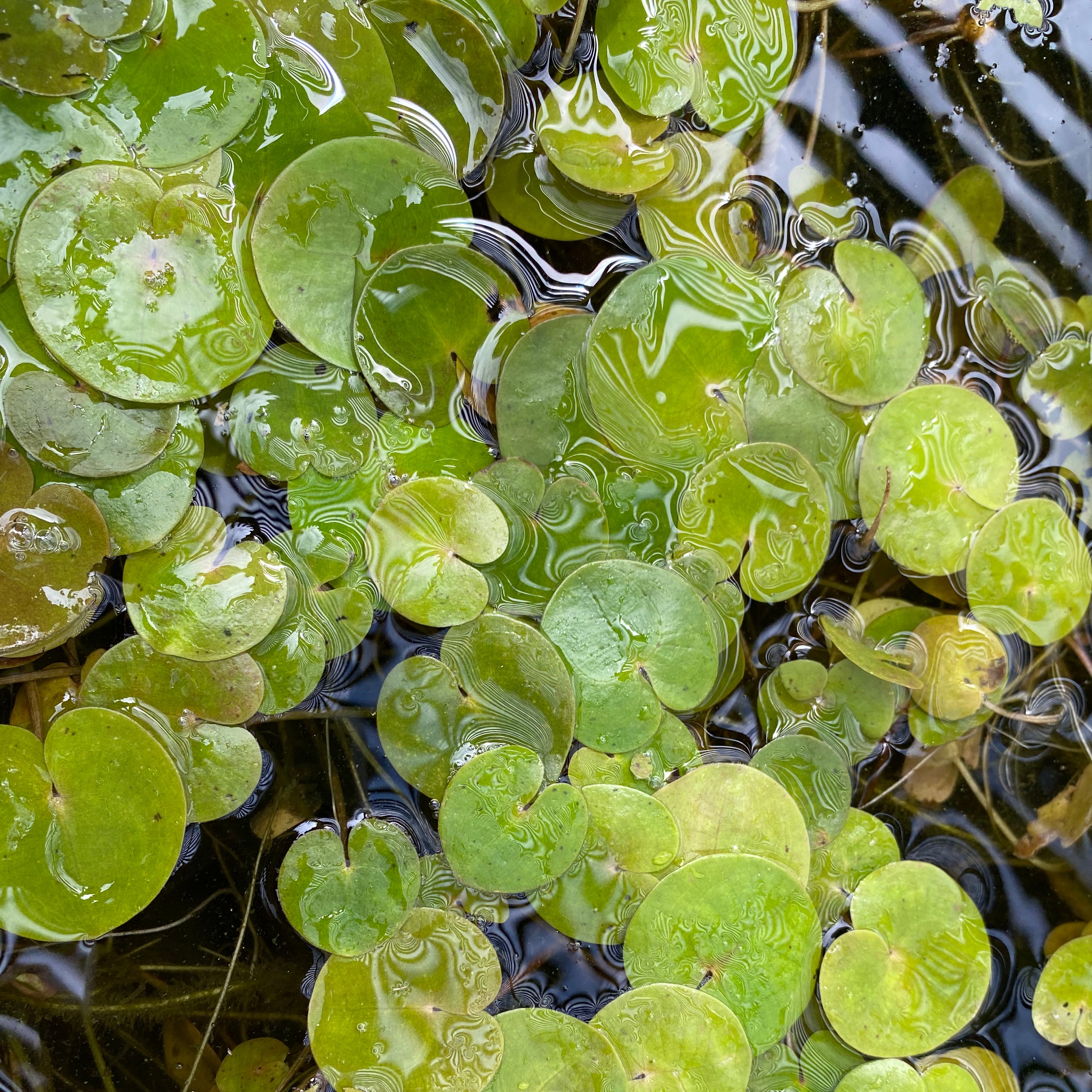 Frogbit (Hydrocharis morsus ranae) - Plants for Ponds
