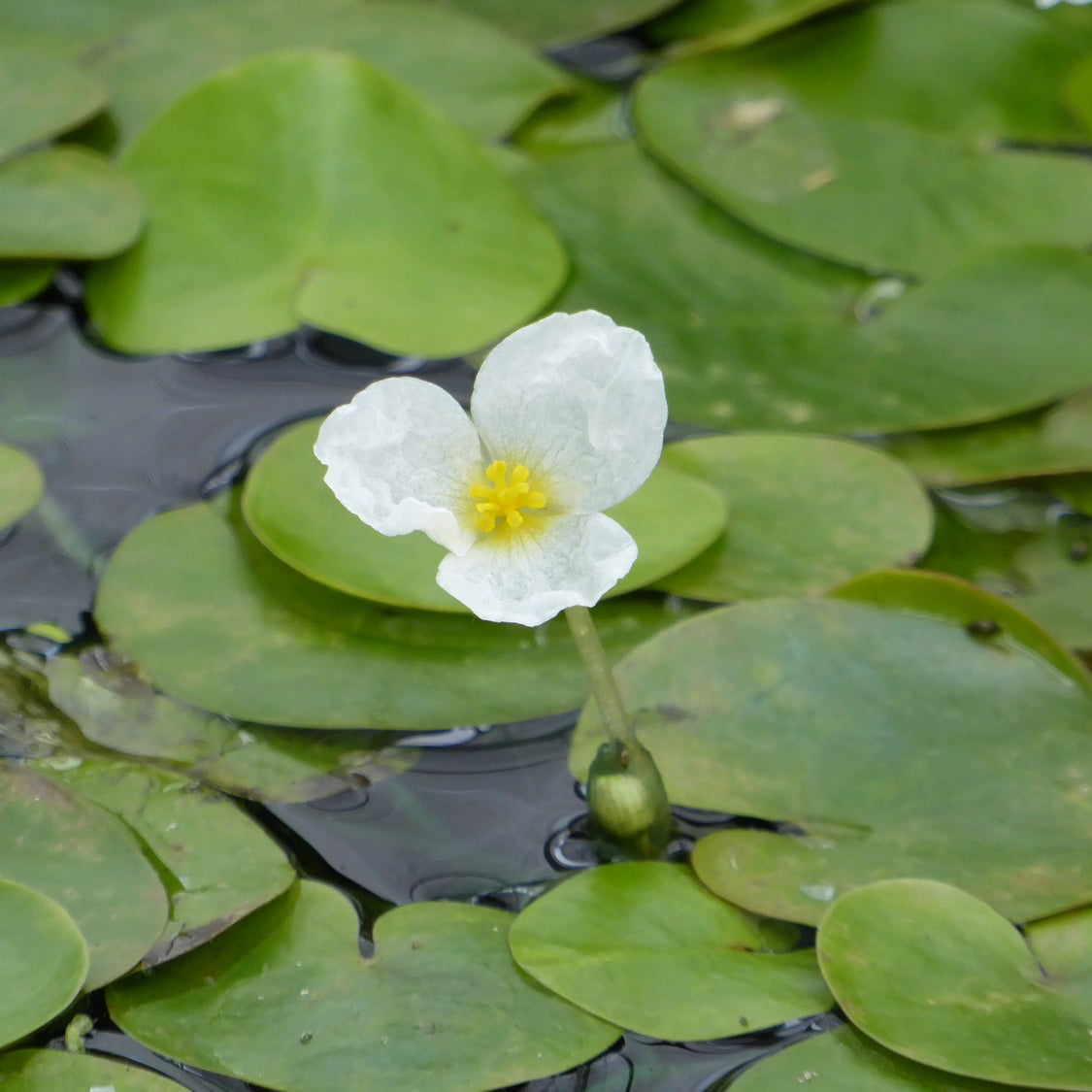 Frogbit Flower How To Grow And Care For Amazon Frogbit | Fluvico
