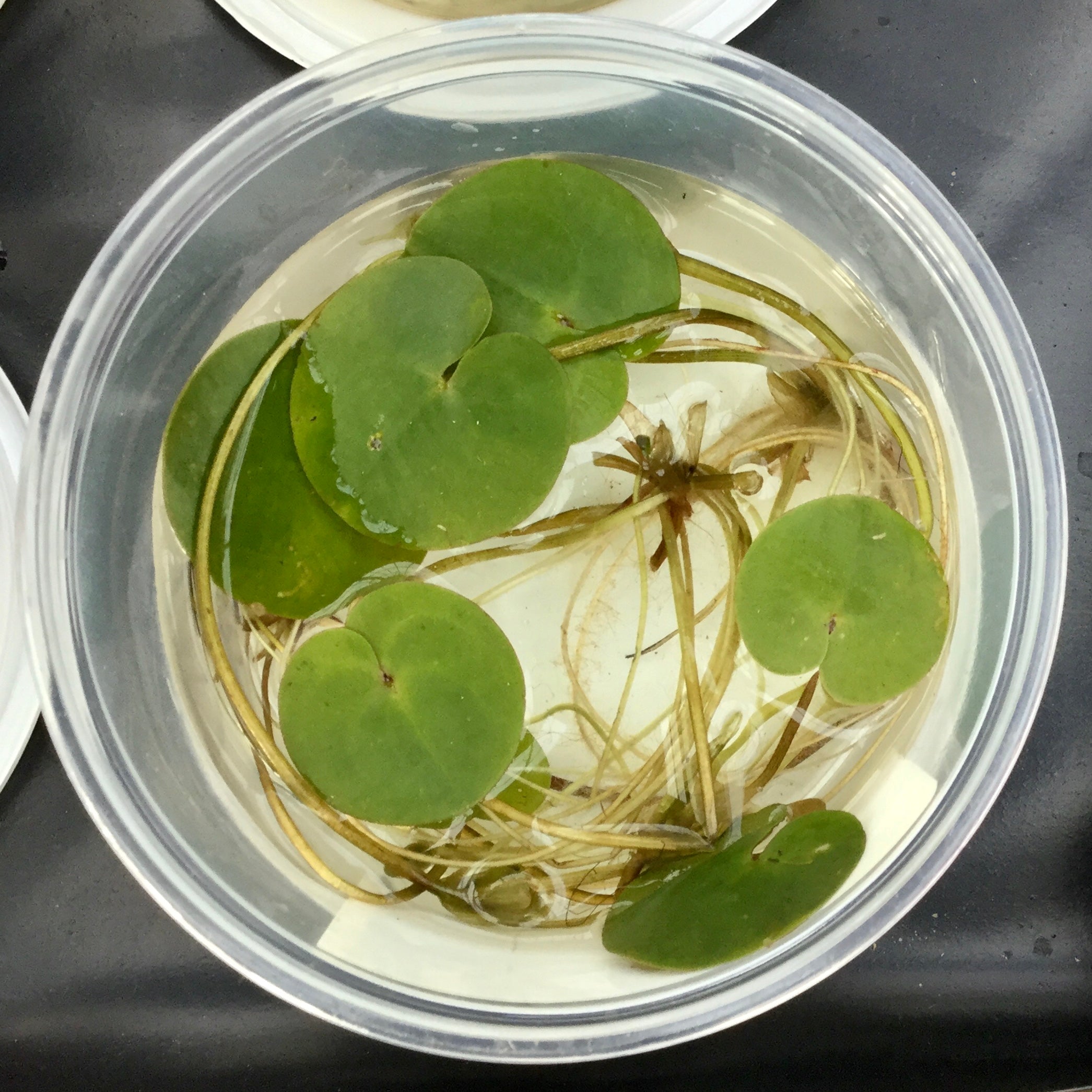 Frogbit (Hydrocharis morsus ranae) - Plants for Ponds