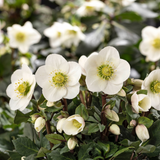 Helleborus HGC® Snow Roses® Collection