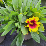 Late Summer Flowers Collection