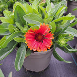 Late Summer Flowers Collection