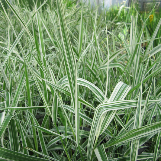 Gardener's garters-(Phalaris arundinacea var picta)