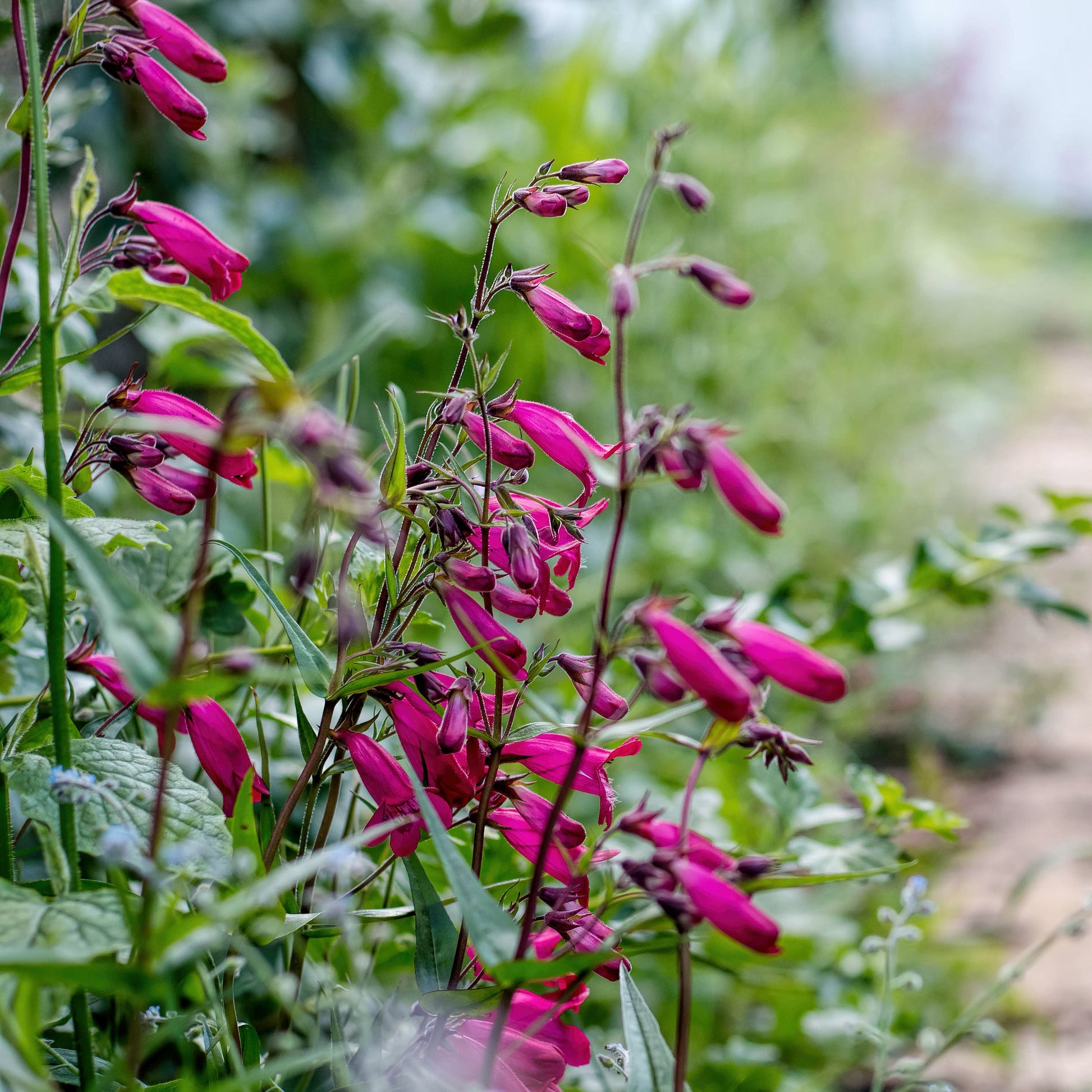 Penstemon Garnet - Flower - Dark Pink, Plants for Ponds