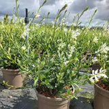 Late Summer Flowers Collection