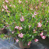 Late Summer Flowers Collection