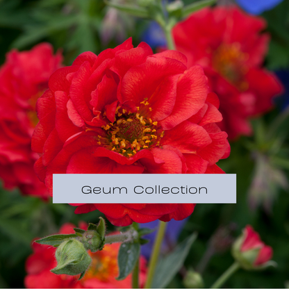 Geum Collection | Pollinator-Friendly Blooms