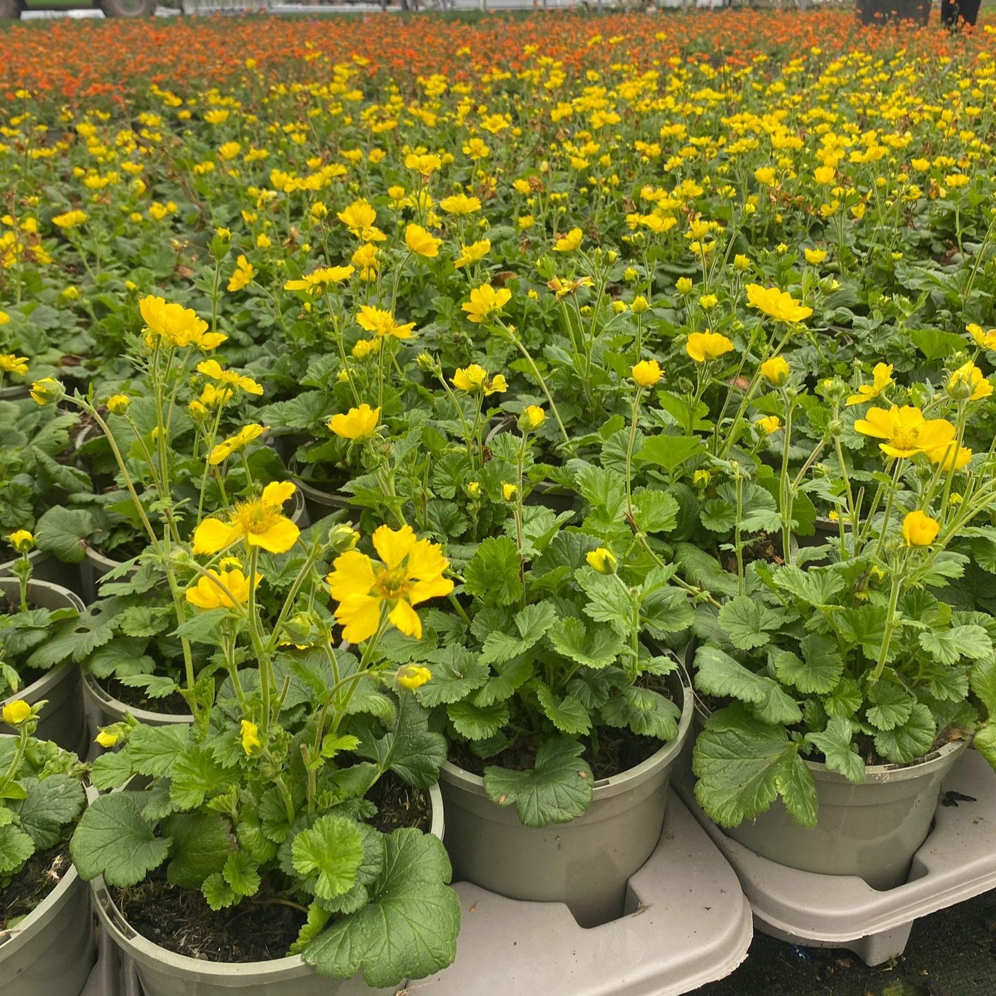 1ltr Geum Tosai Yellow - Plants for Ponds