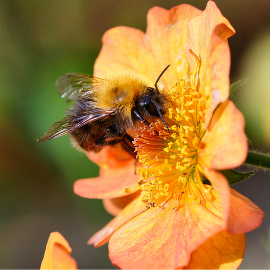 Geum Collection