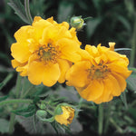 Yellow Geum (Lady Stratheden) - Plants for Ponds