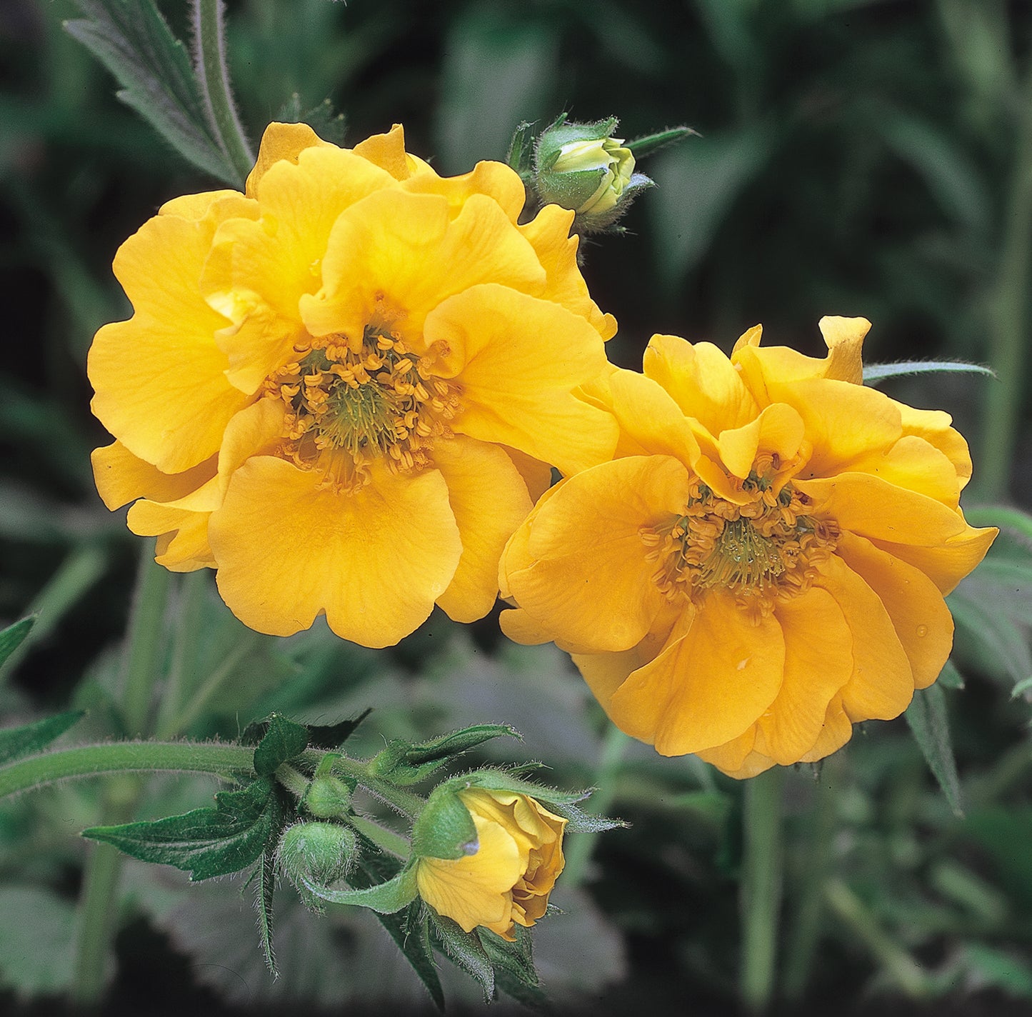 Yellow Geum (Lady Stratheden) - Plants for Ponds