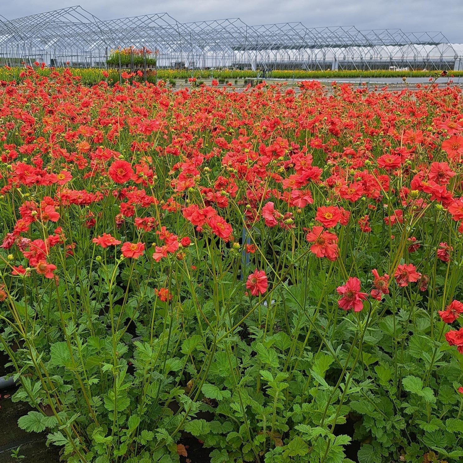 3ltr Geum Mrs Bradshaw - Red Flower Crop - Plants for Ponds 