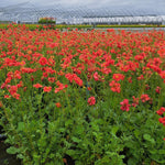 3ltr Geum Mrs Bradshaw - Red Flower Crop - Plants for Ponds 