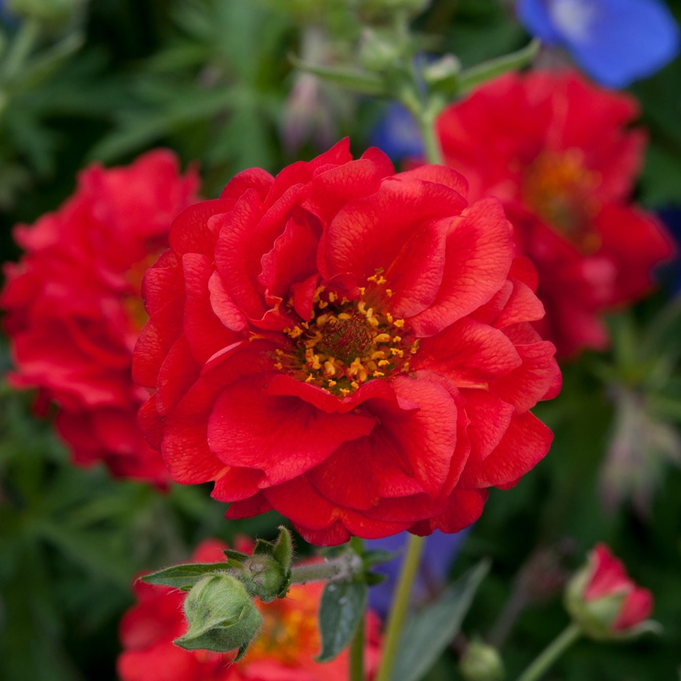 Red Flowering Geum - Plants for Ponds