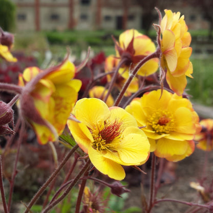 Geum Tequila Sunrise - Yellow and Red Flowering Perennial - Plants for Ponds