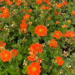 Geum Tosai Orange Perennial - Plants for Ponds