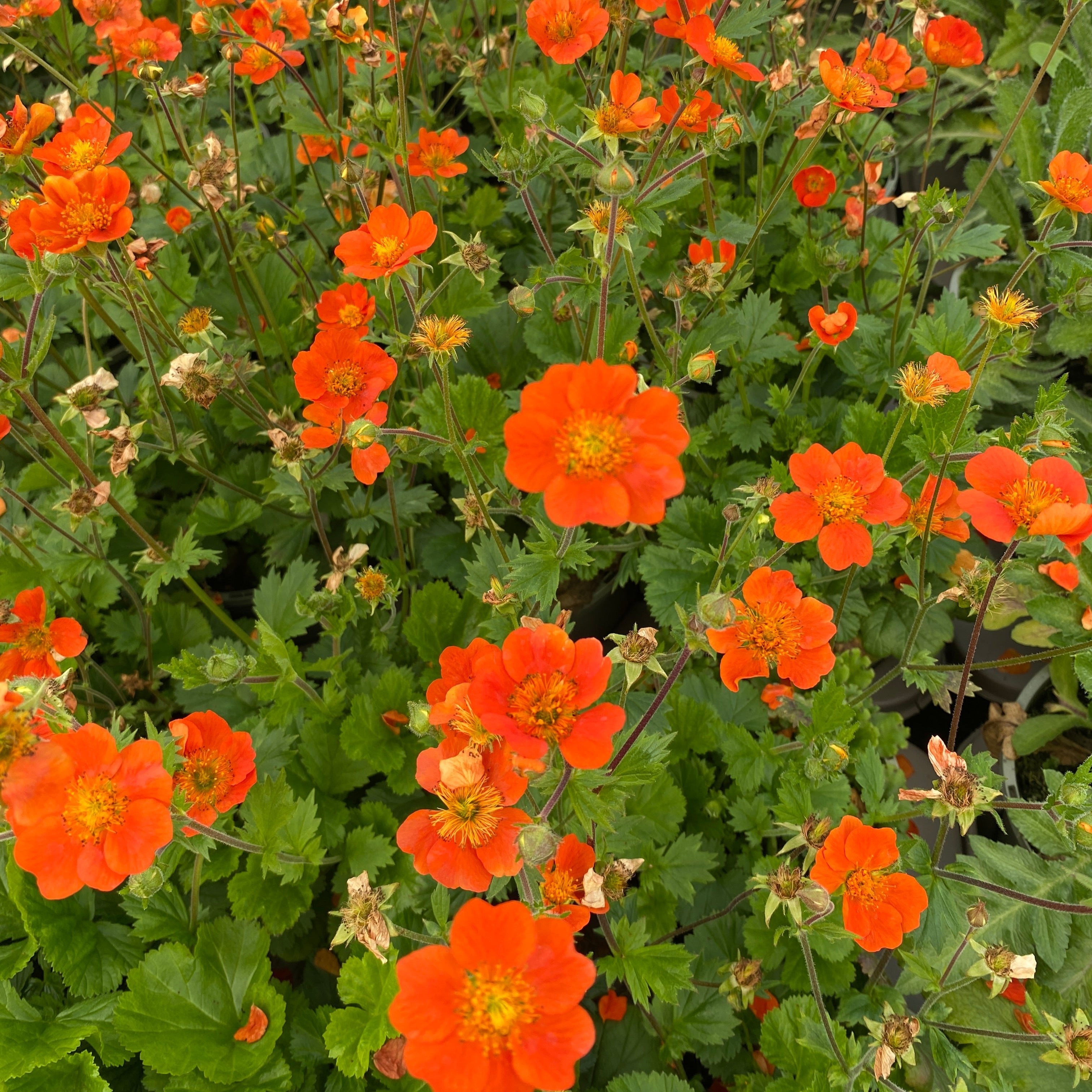 Geum Tosai Orange Perennial - Plants for Ponds