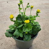Yellow Geum - 1ltr Flowering Perennial - Plants for Ponds