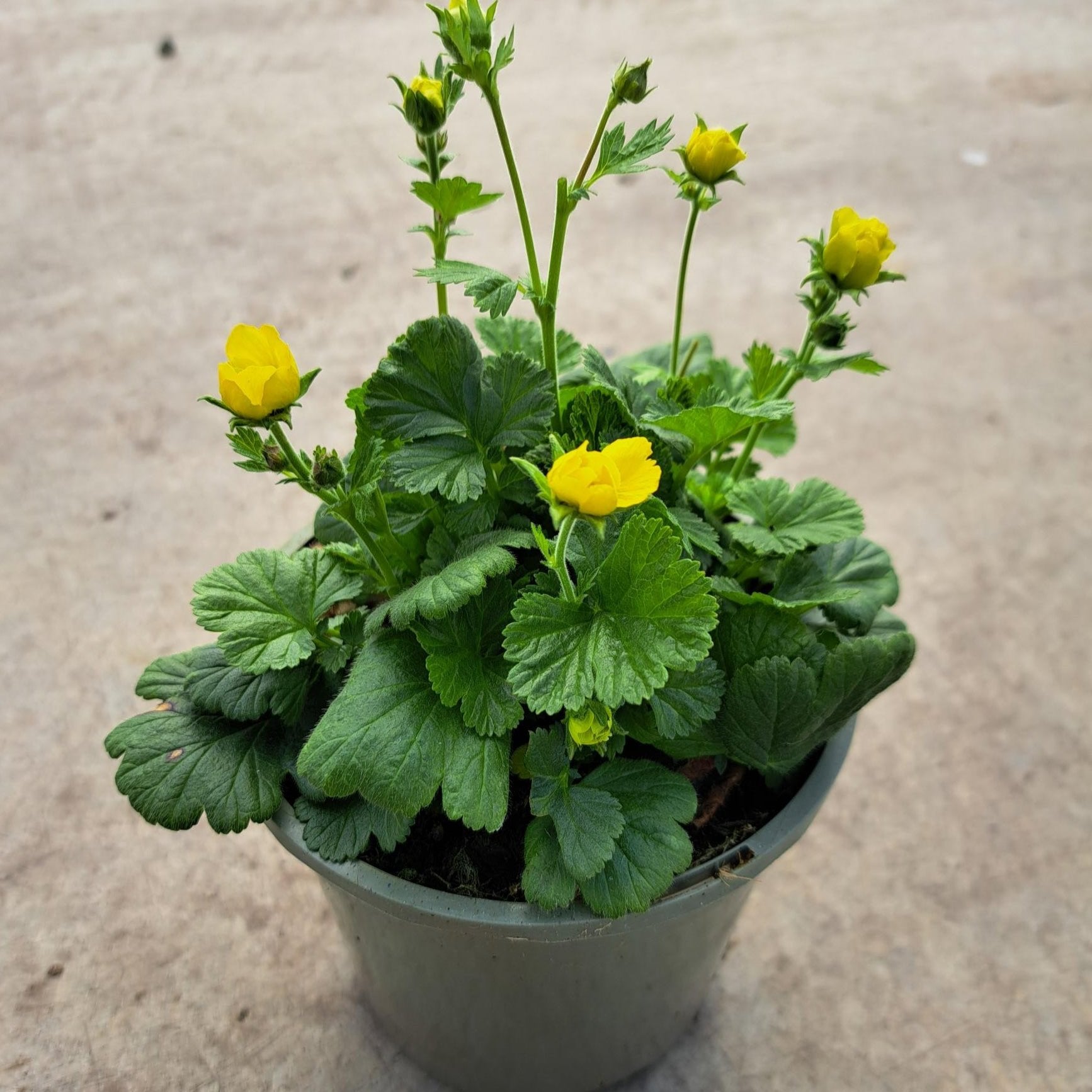 Yellow Geum - 1ltr Flowering Perennial - Plants for Ponds